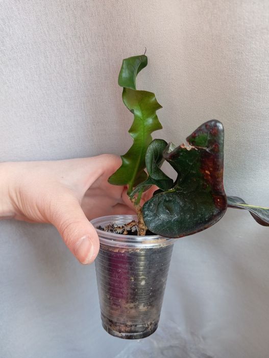 Укорененный черенок кротона