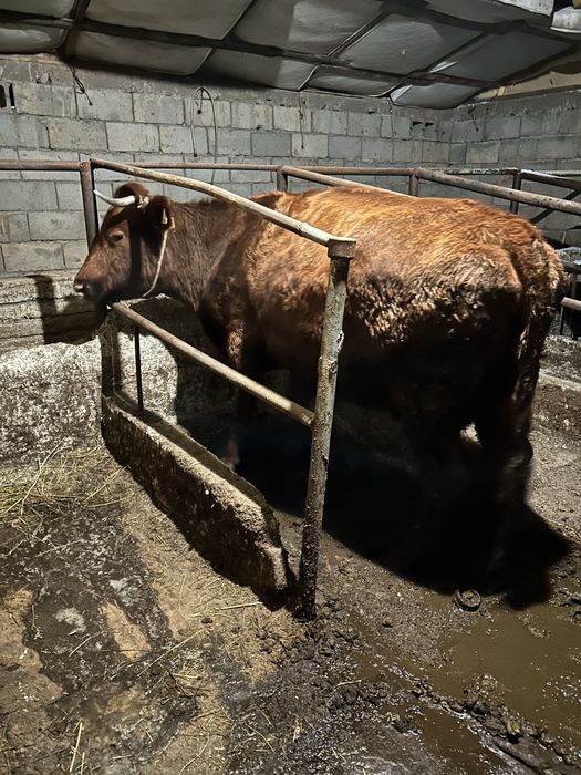 Буаз сиыр сатылады күйі жақсы