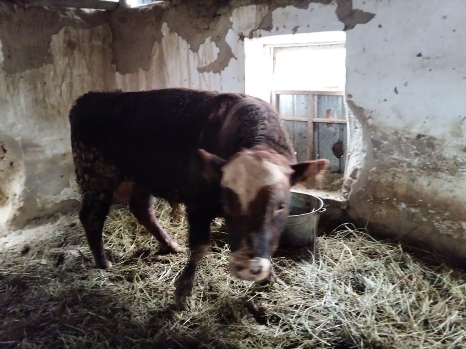 Продам бычка породистый