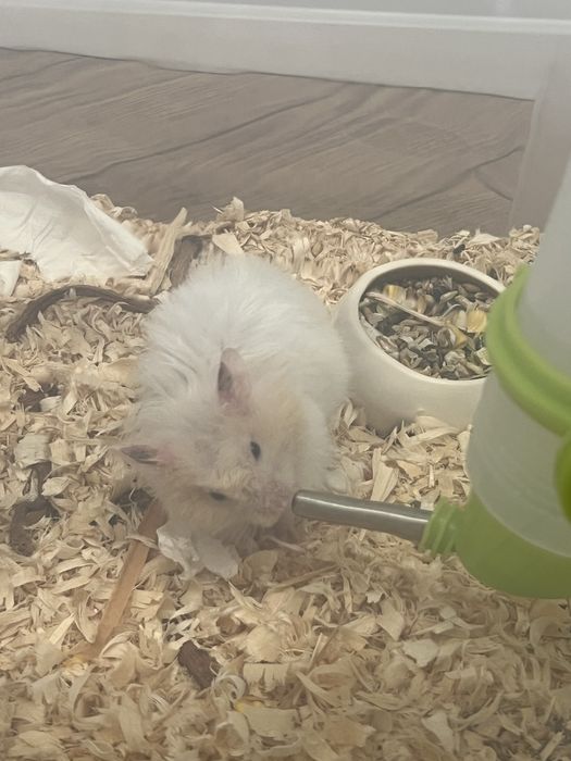 Хомяки сирийские