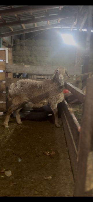 Арашан ургашы токтылар