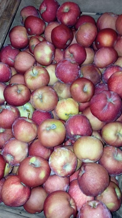 Яблоки Американка второй сорт