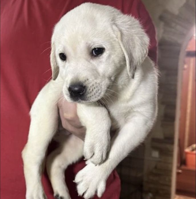 Продажа щенки лабрадора ретривера