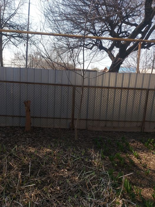 Дерево грецкий орех