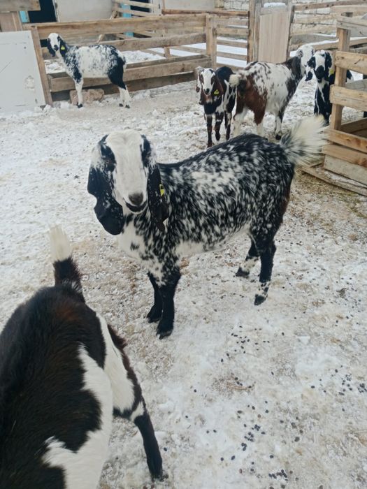 асыл тұқымды ешкілер сатылады