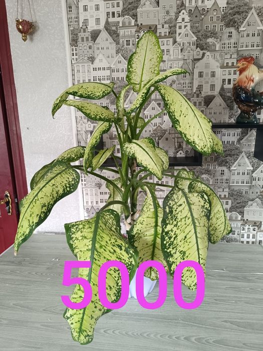 Цветы продамне дорого