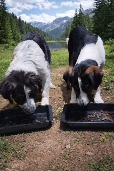 Подарявам малко кученце