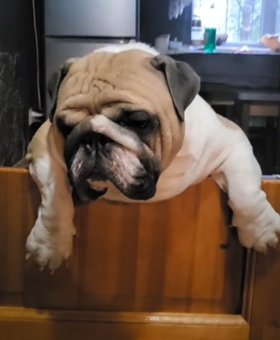 Английский бульдог вязка