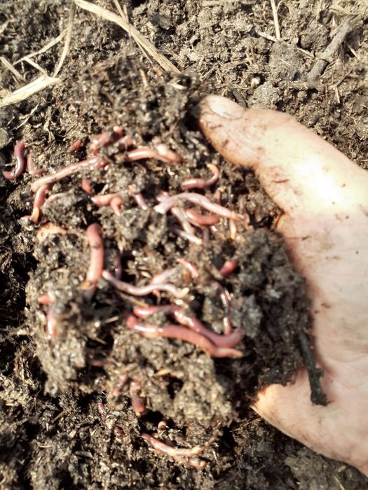 червы шылаушын биогумус