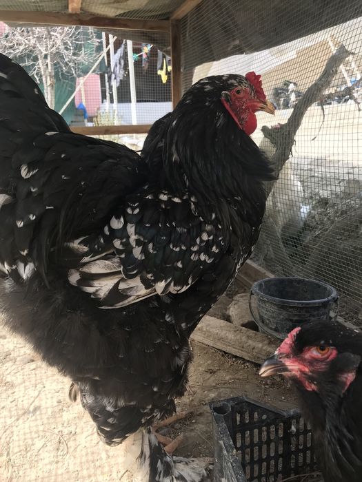 Brama tuximlariga zakaz olamiz xamma rangidan bor.