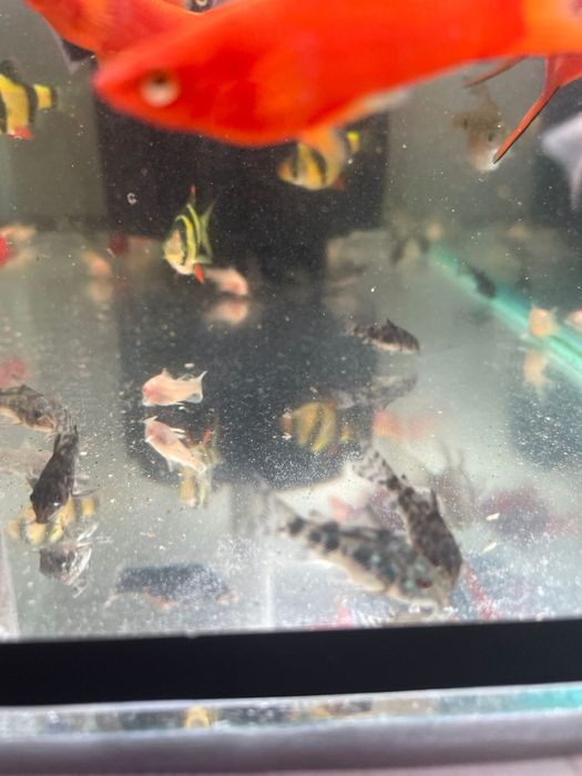 Продаются рыбки разные