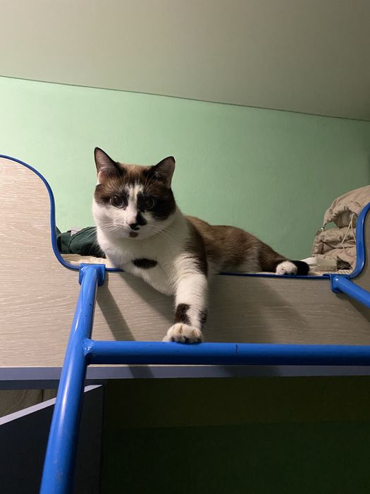 Отдам двух котов в добрые руки