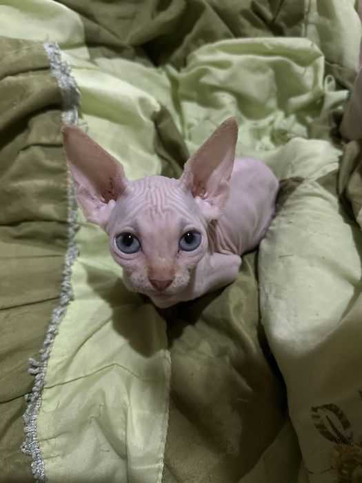 Котята Канадского сфинкса