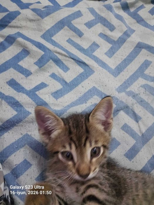 Uy mushugi. 2 oylik