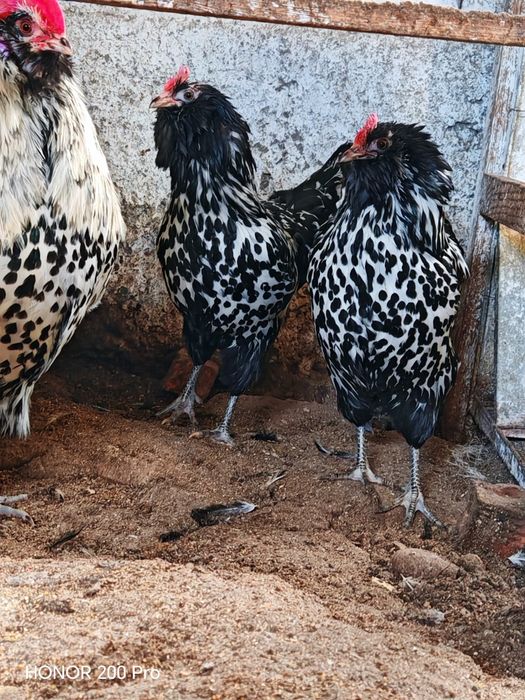 Разплодни яйца от Тюрингийска брадата кокошка