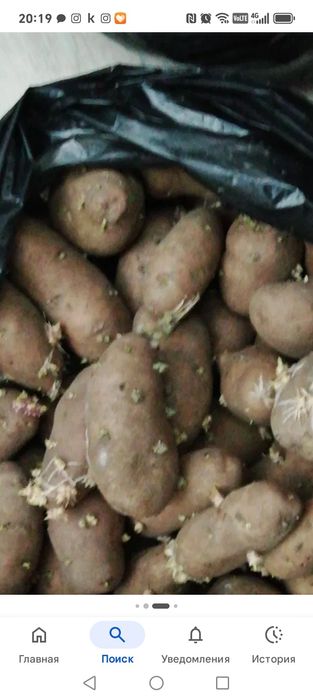 Картофель семенной