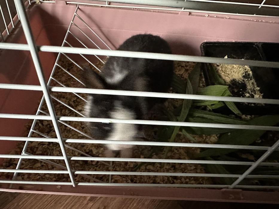 продаётся декоративный кролик к ручной сам приучил ходет по дому споко