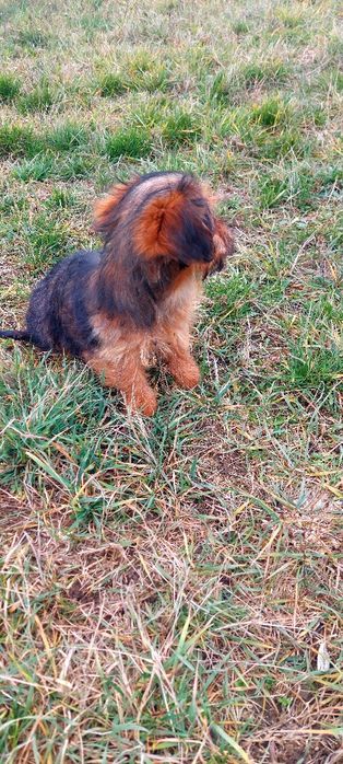 Yorkshire Terrier  fetita