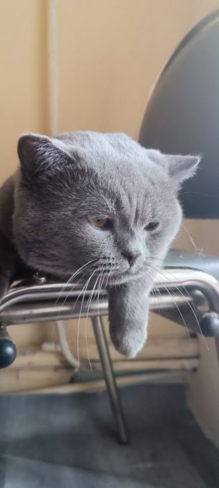 Qizlar almashinuvi bilan uchlik jinsiy aloqa video