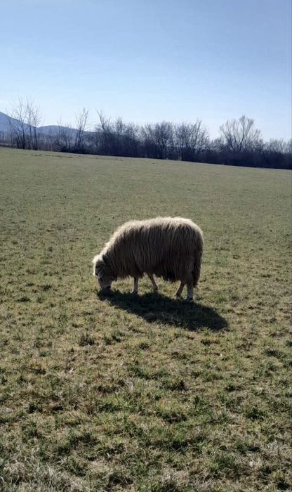 Vând un țap și o oaie