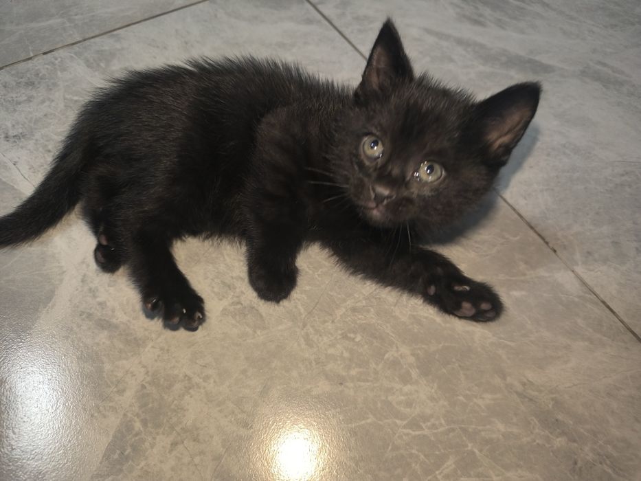 Котенок, мальчик в добрые руки