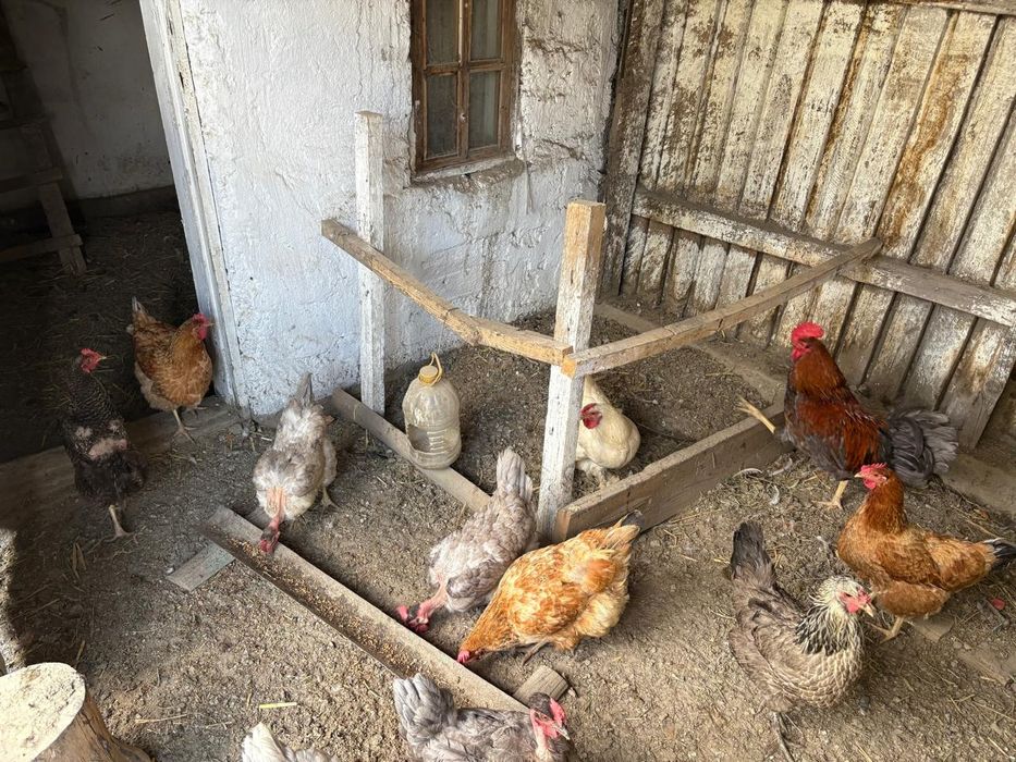 Продам молодые куры и петуха