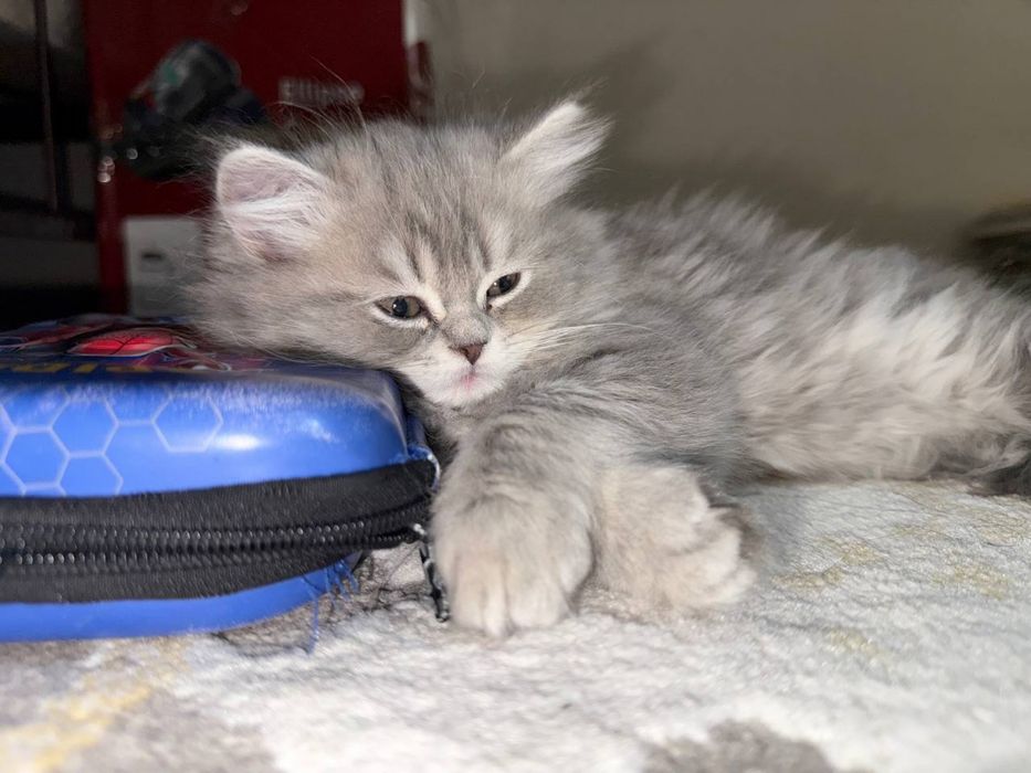 Heyland mushugi sotiladi