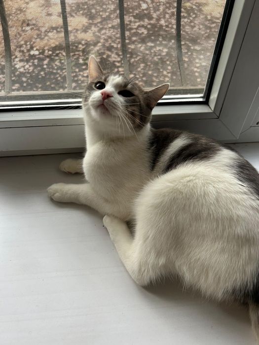 Кошечка девочка в добрые руки