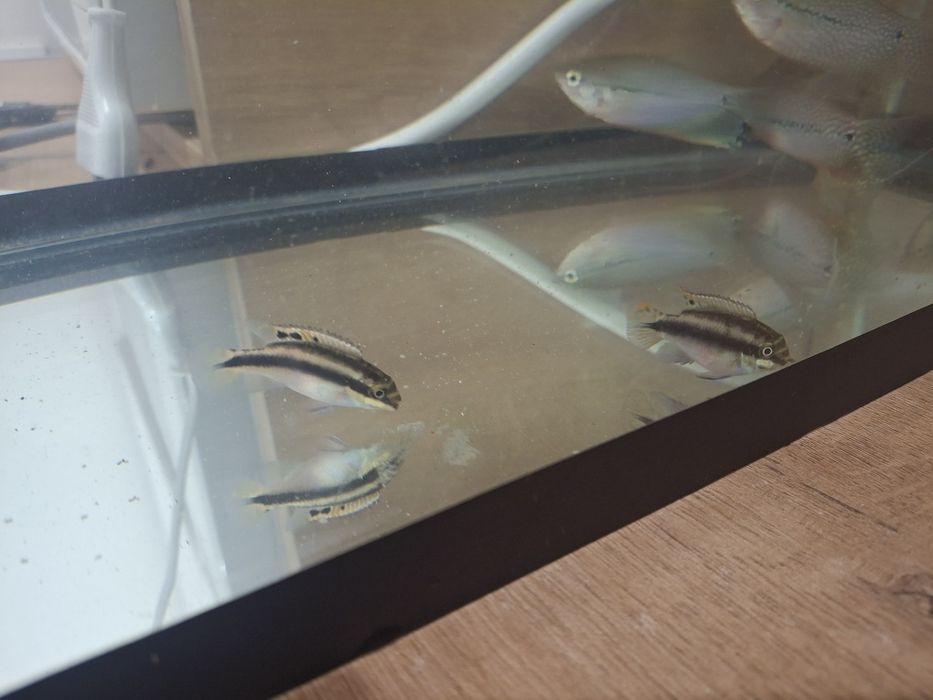 Пельвикахромис попугай 2шт