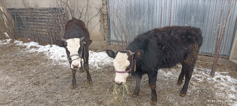 Продам б ы к о в