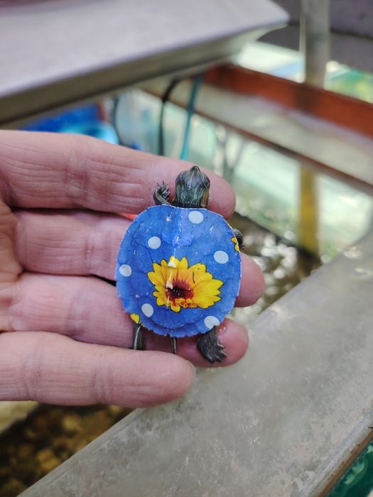 Красноухие черепашки