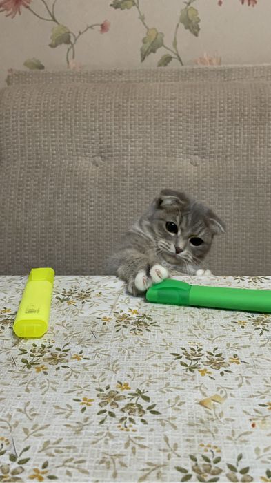 Кошка бесплатно