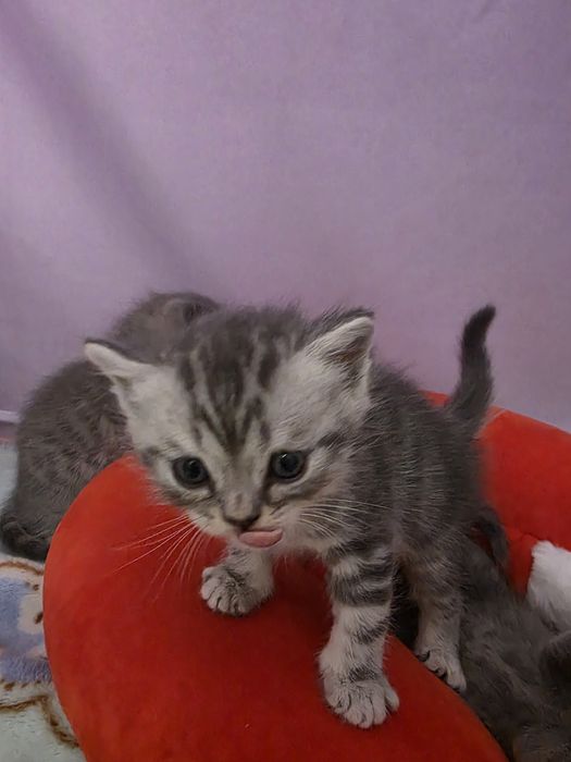 Продам шотландских котят