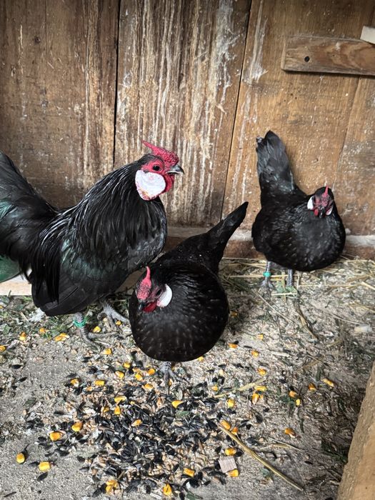 Bantam negru gainuse pitice