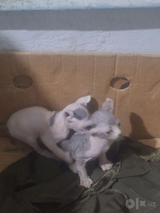 Mushuk bollari . 1.5 oyli