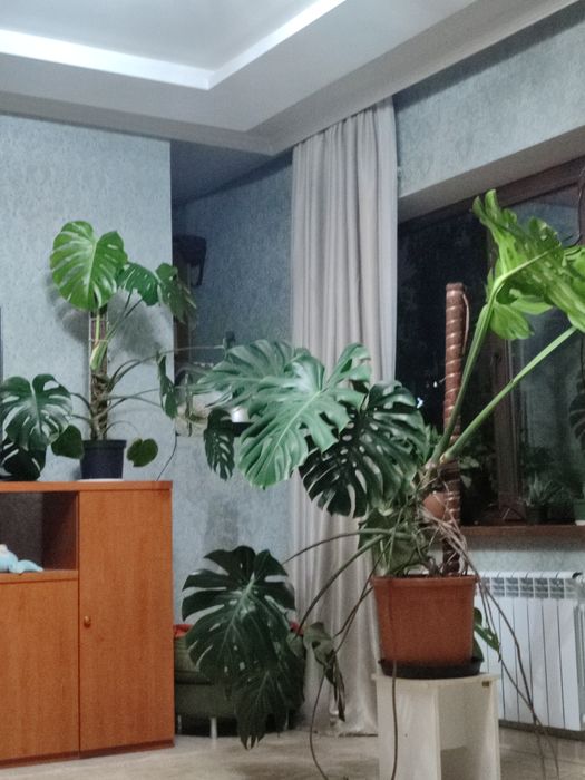 домашние растения .Монстера