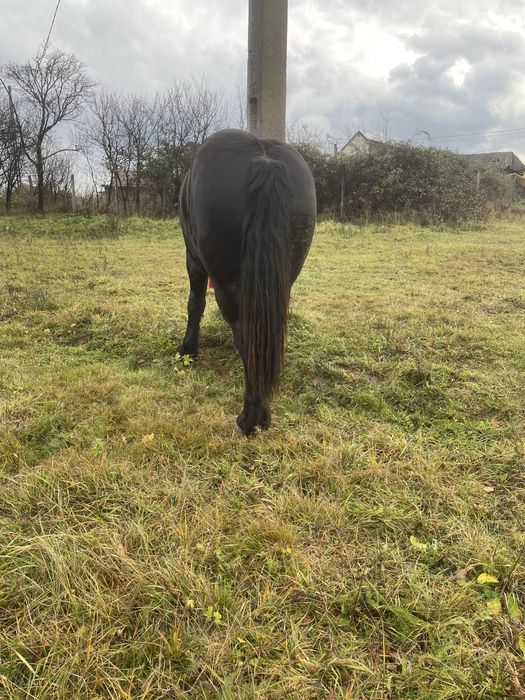 Vand manz foarte frumos