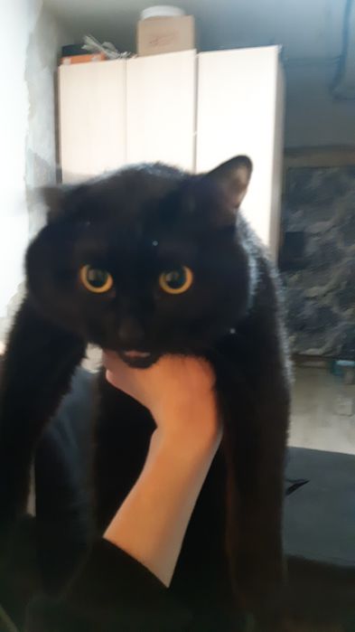Кот черного окраса