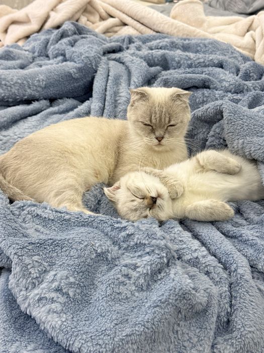 Скотиш фолд  вислаухие