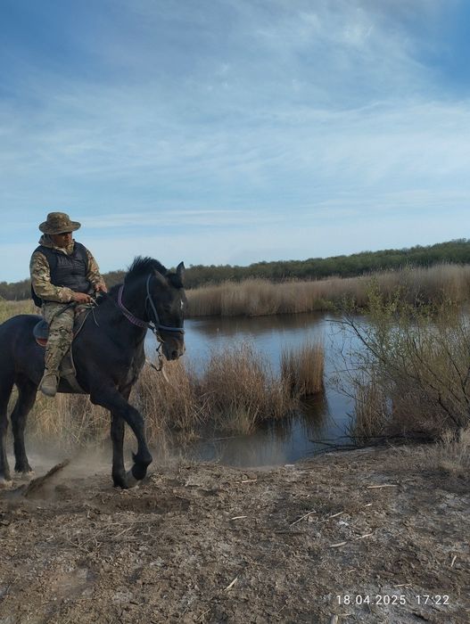 Айғырлыққа, көкпарға