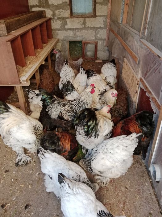 Үй тауығы сатылады