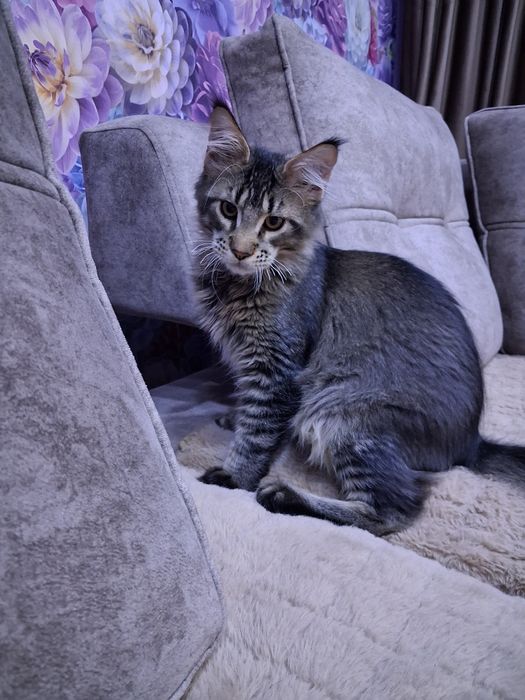 Продам котенка мальчика Мейн-Кун. С документами.