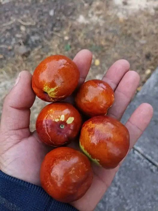 Дръвчета хинап и райска ябълка