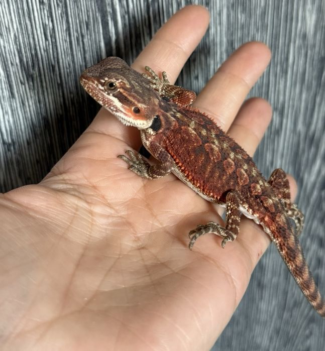 Pui agama cu barba / Dragon barbos