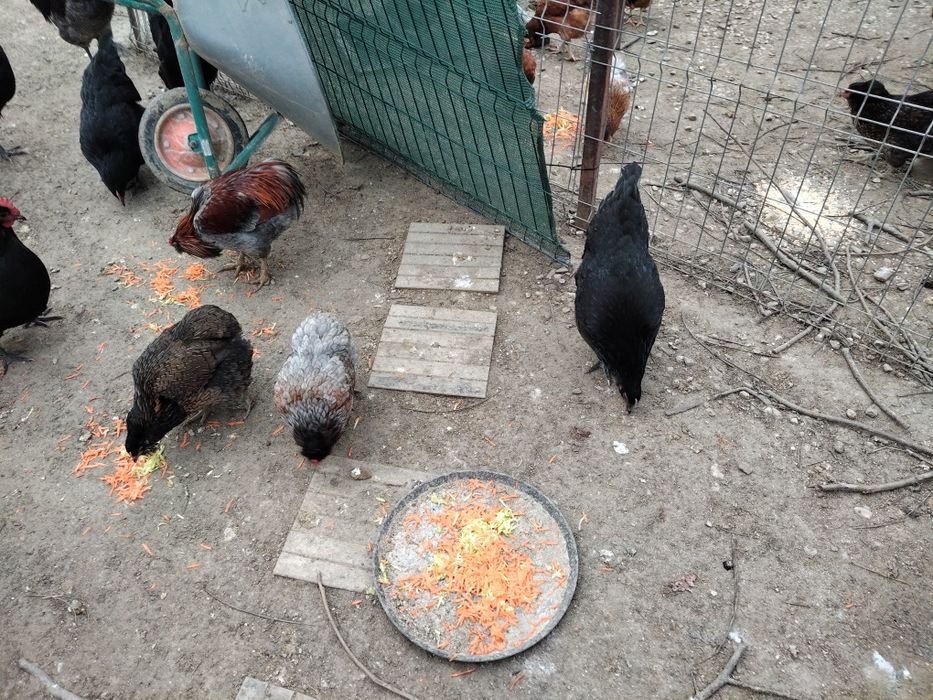 Vând 20 de pui australorp