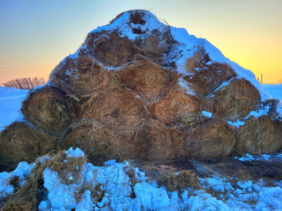 Сено 24 года 120×120 рулон луговое