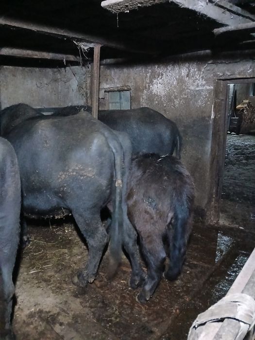 Vând vitel de bivol