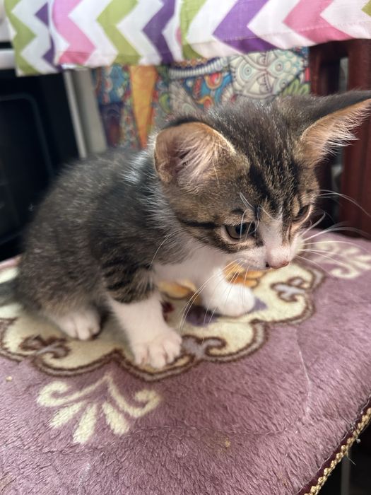 Отдаем котенка в хорошие руки