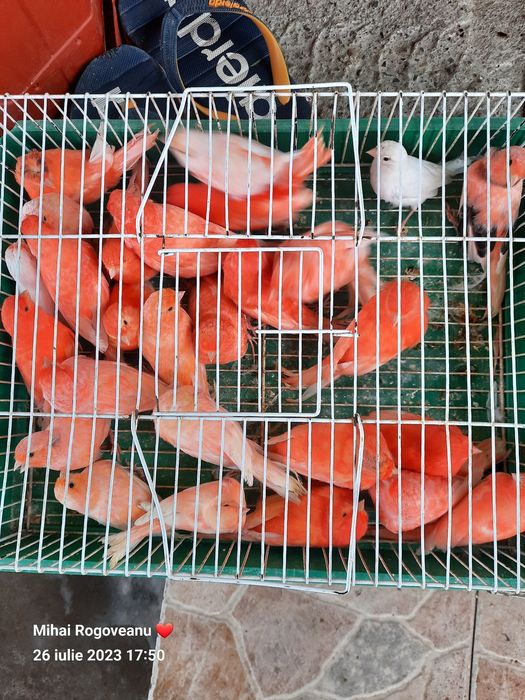 Canari CEAPAR  ,malinoa