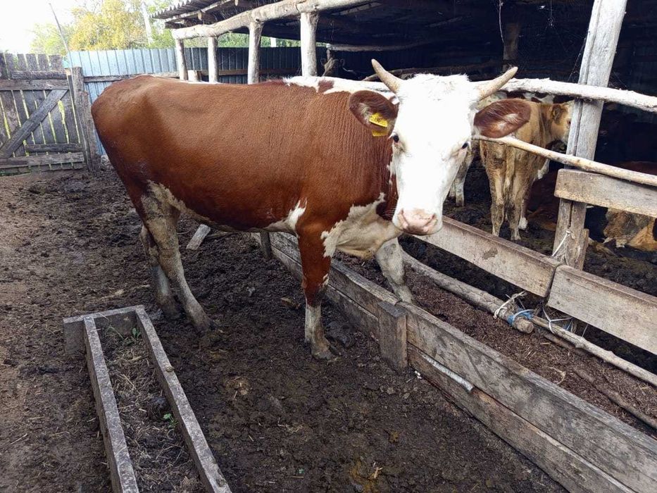 Продам 7 телочек